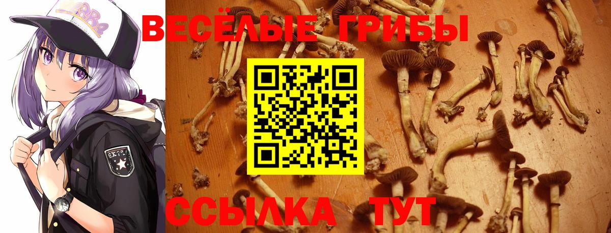 Галлюциногенные грибы GOLDEN TEACHER Новодвинск